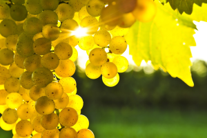 Розглядається питання приєднання України до Міжнародної організації винограду і вина